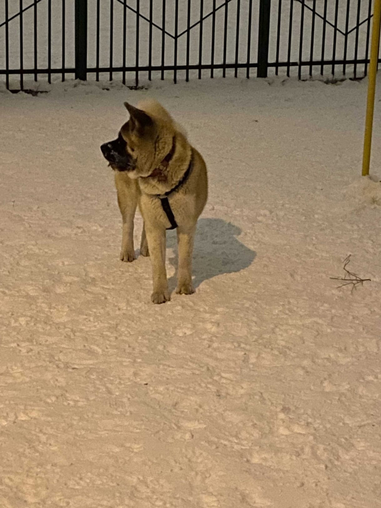 RUBYLIGHT GARMONIA * Гаара. AMERICAN AKITA RUBYLIGHT KENNEL I SHIBA-INU