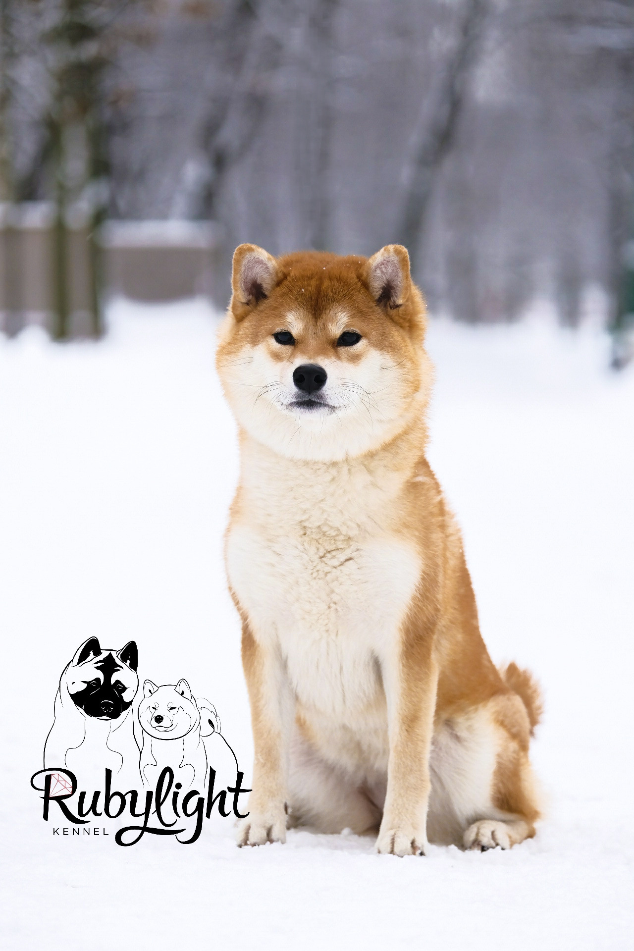 Сиба питомник RUBYLIGHT. Американская акита I Сиба ину I Питомник RUBYLIGHT