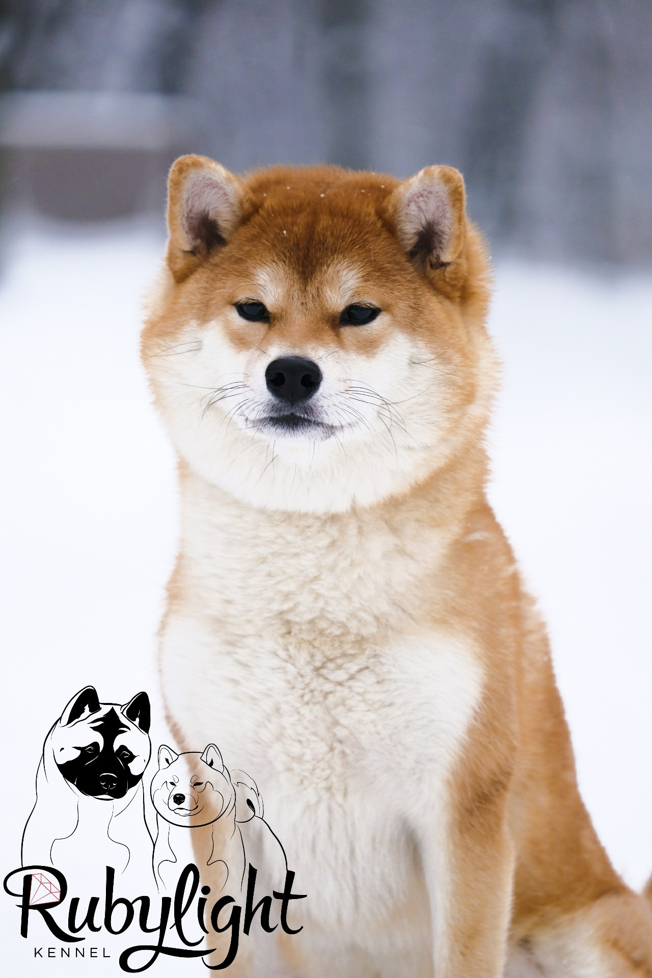Сиба питомник RUBYLIGHT. Американская акита I Сиба ину I Питомник RUBYLIGHT