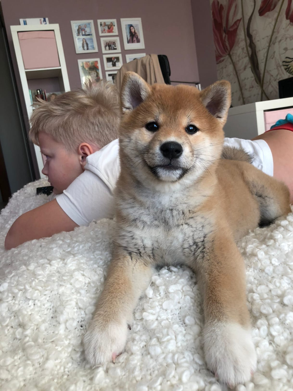 Сиба питомник RUBYLIGHT. Американская акита I Сиба ину I Питомник RUBYLIGHT