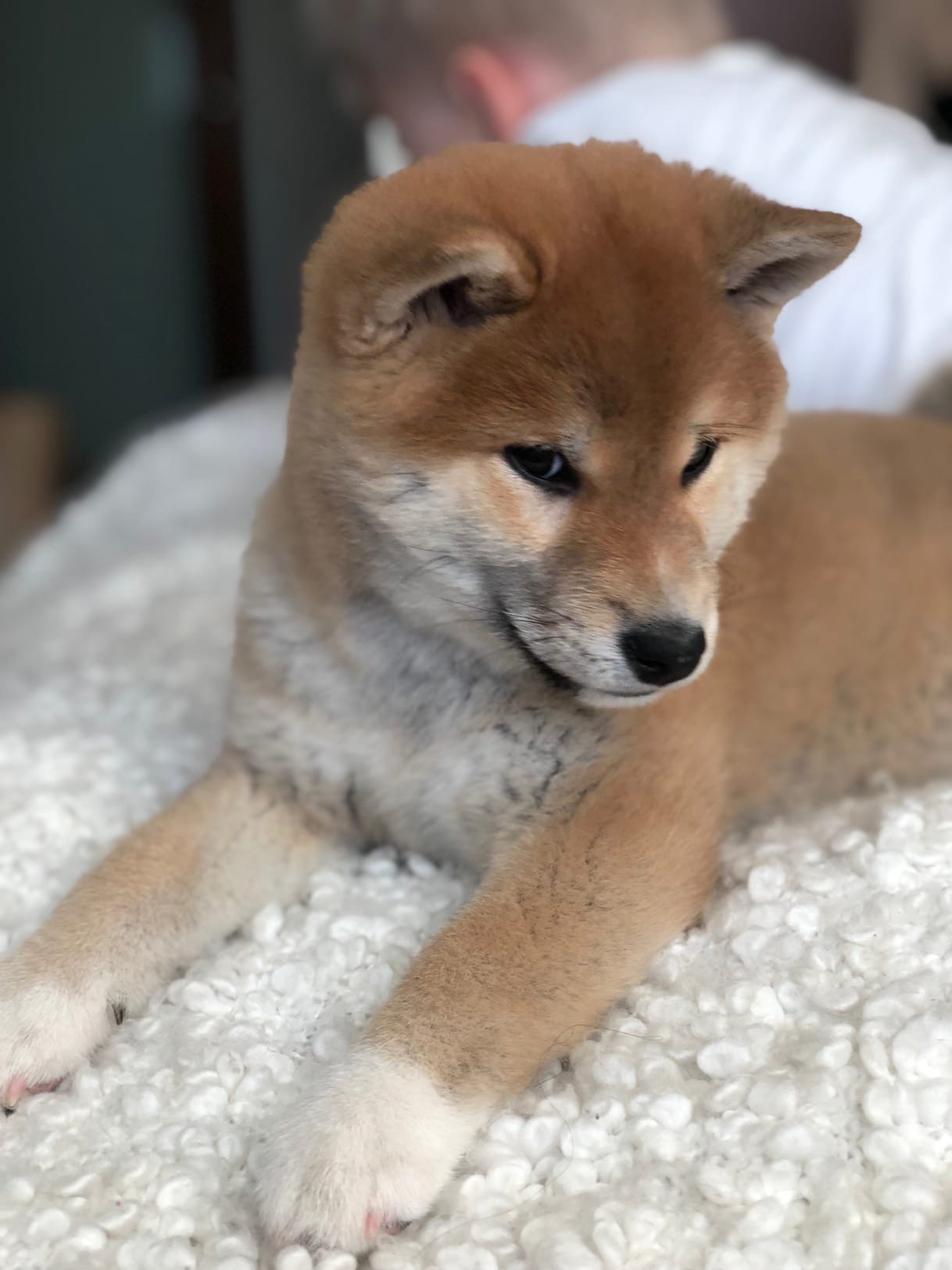 Сиба питомник RUBYLIGHT. Американская акита I Сиба ину I Питомник RUBYLIGHT