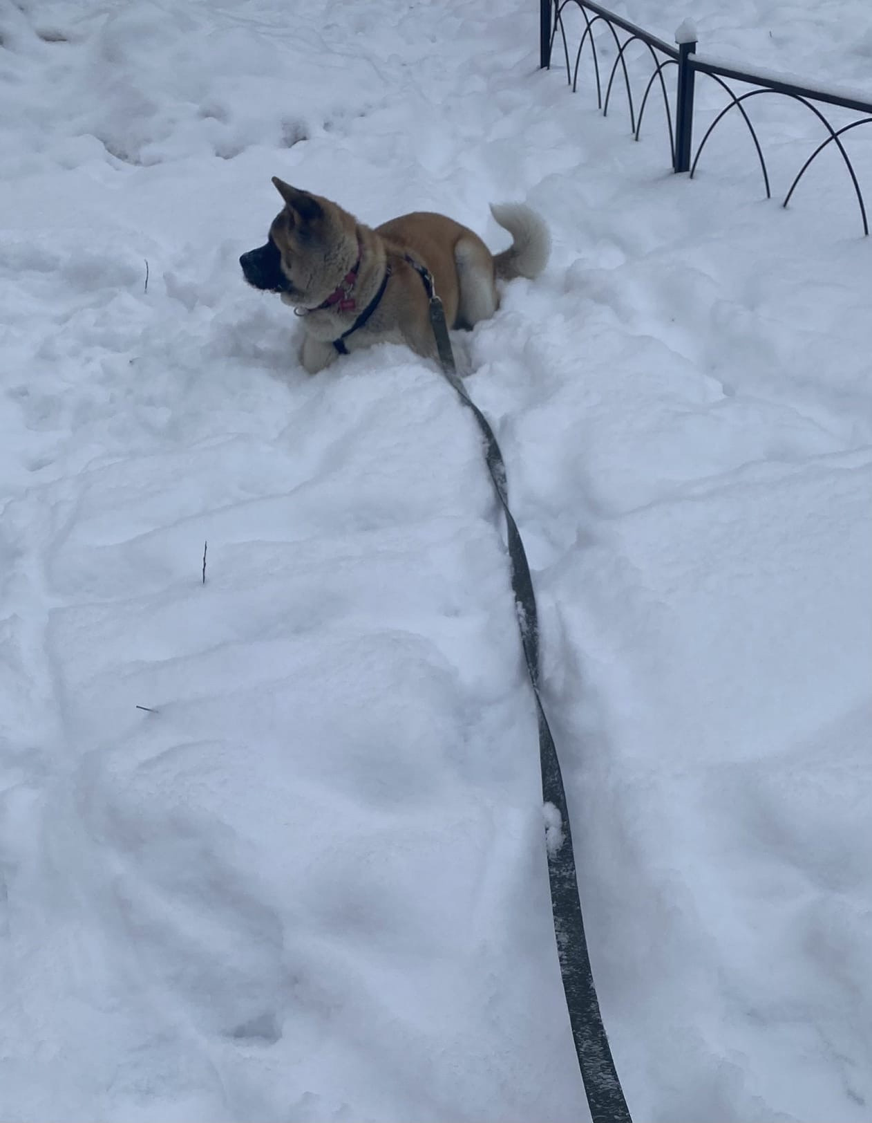 RUBYLIGHT GARMONIA * Гаара. AMERICAN AKITA RUBYLIGHT KENNEL I SHIBA-INU