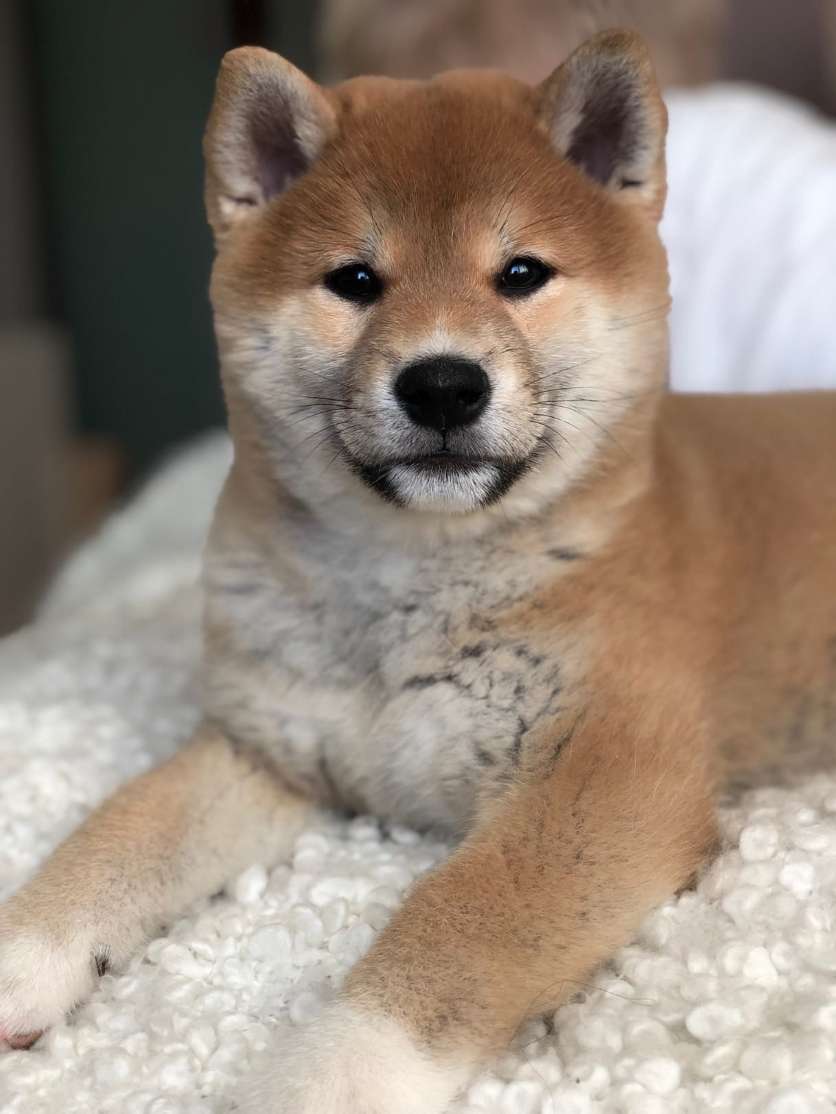 Сиба питомник RUBYLIGHT. Американская акита I Сиба ину I Питомник RUBYLIGHT