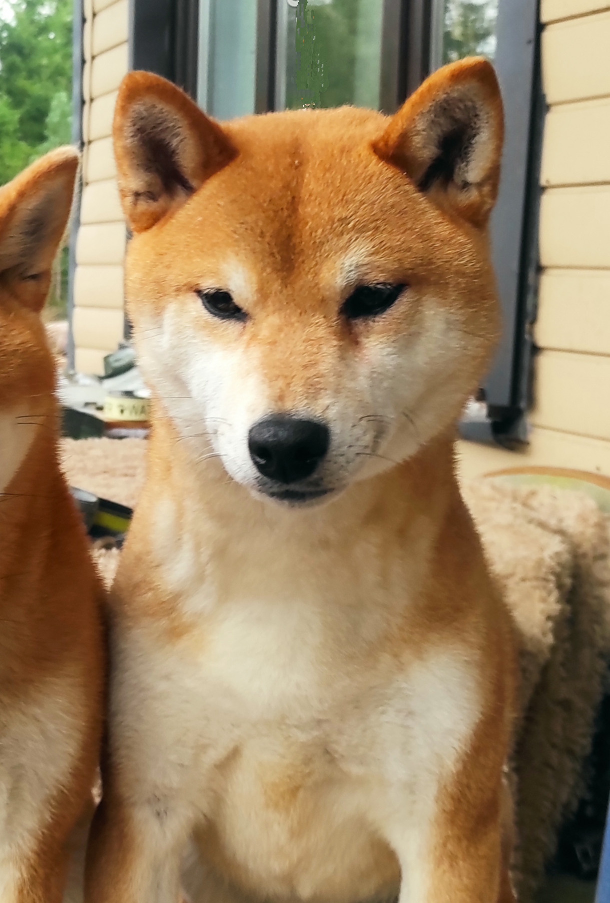 Сиба-ину ZOLOTO PARTII DEVANA GODDESS OF HUNT. Американская акита I Сиба ину I Питомник RUBYLIGHT