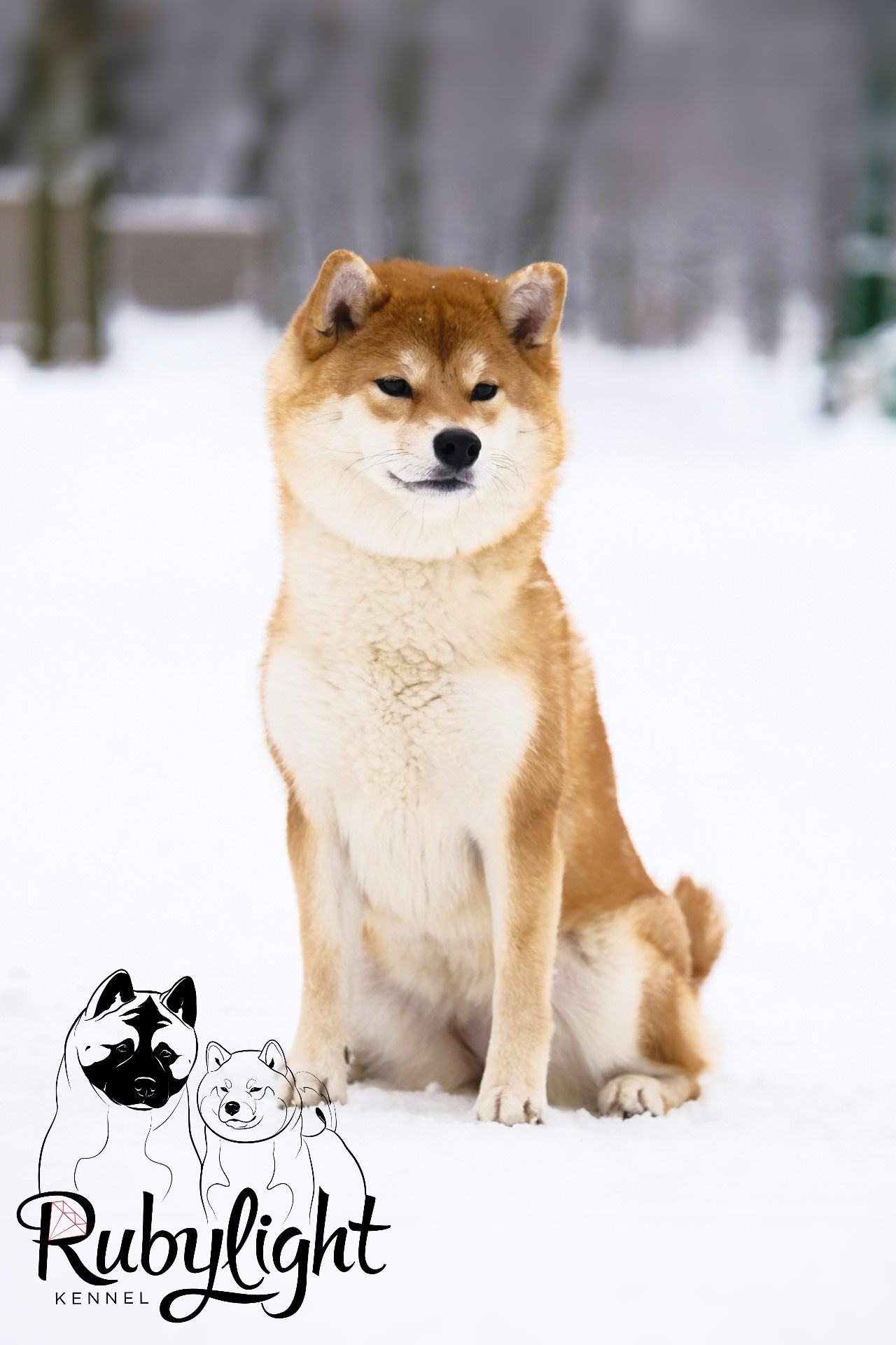 Сиба питомник RUBYLIGHT. Американская акита I Сиба ину I Питомник RUBYLIGHT