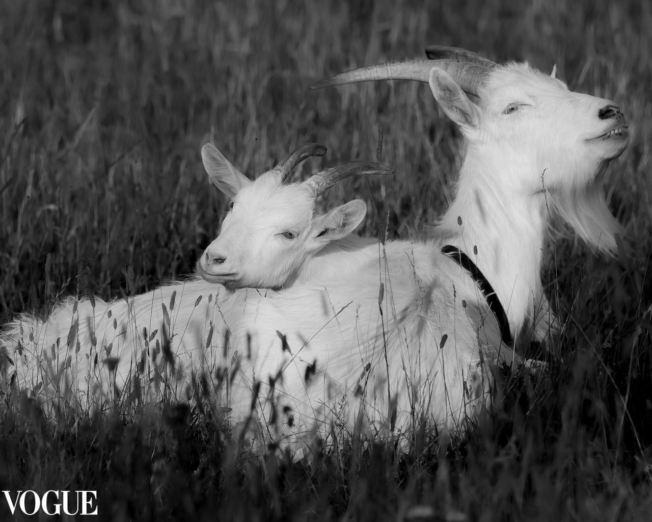 PhotoVogue. Фотографии Лены Соколовой