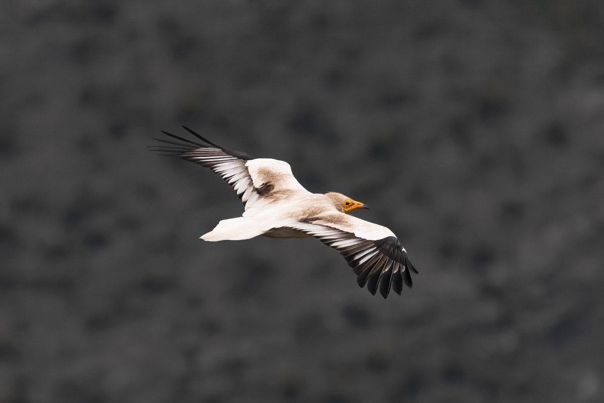 Птицы. Photomantis