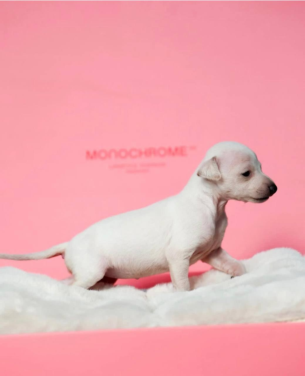 Белоснежные. Профессиональный питомник левреток РКФ/FCI ASTI SAPPHIRE 💎 Сочи|Санкт-Петербург