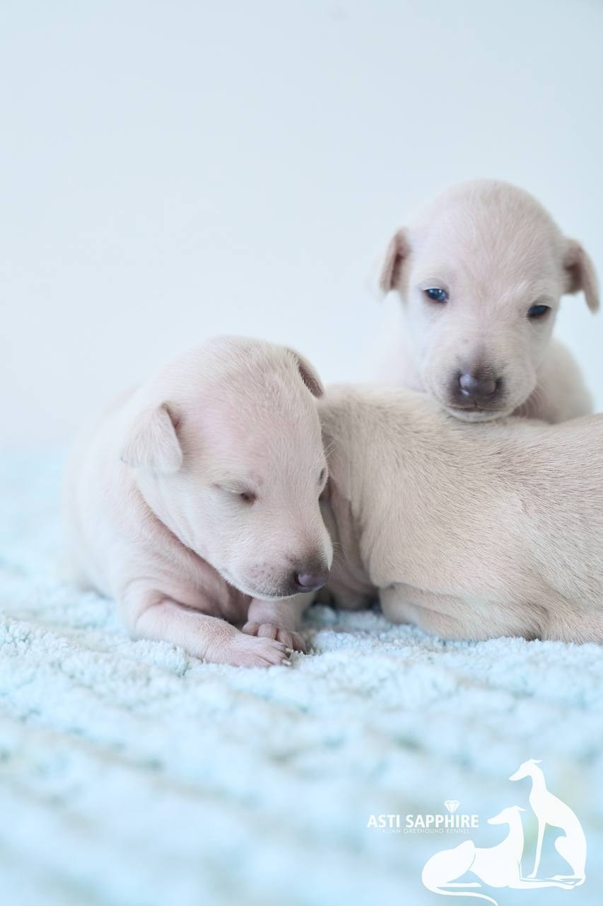 Крем. Профессиональный питомник левреток РКФ/FCI ASTI SAPPHIRE 💎 Сочи|Санкт-Петербург