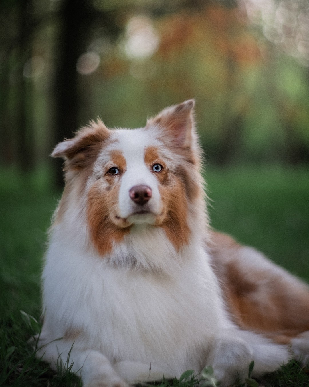 Света, Катрин, Умка. Фотограф анималист в Москве и Санкт-Петербурге Свиридова Анна