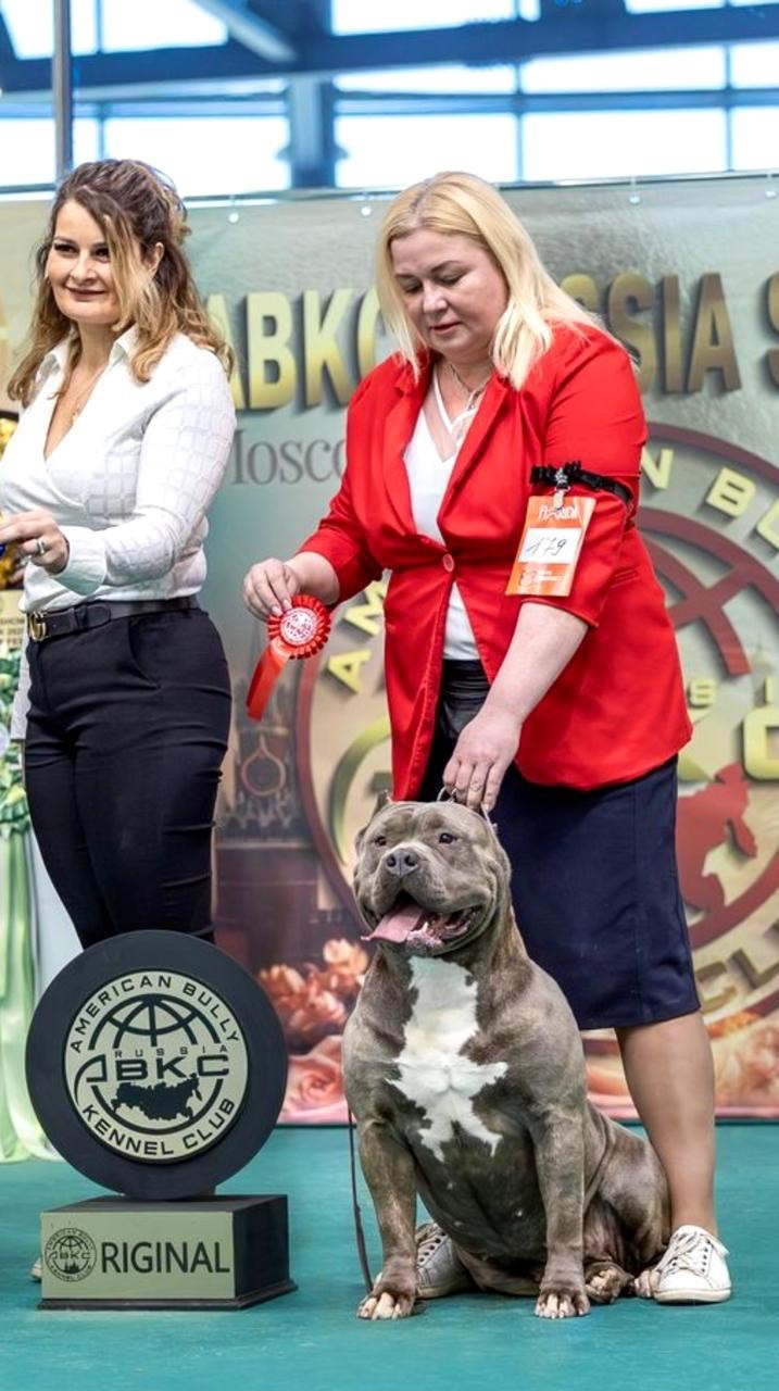 Участие в выставках. Американские булли XL в г. Калининград. Питомник Great Bully UNIVERSE