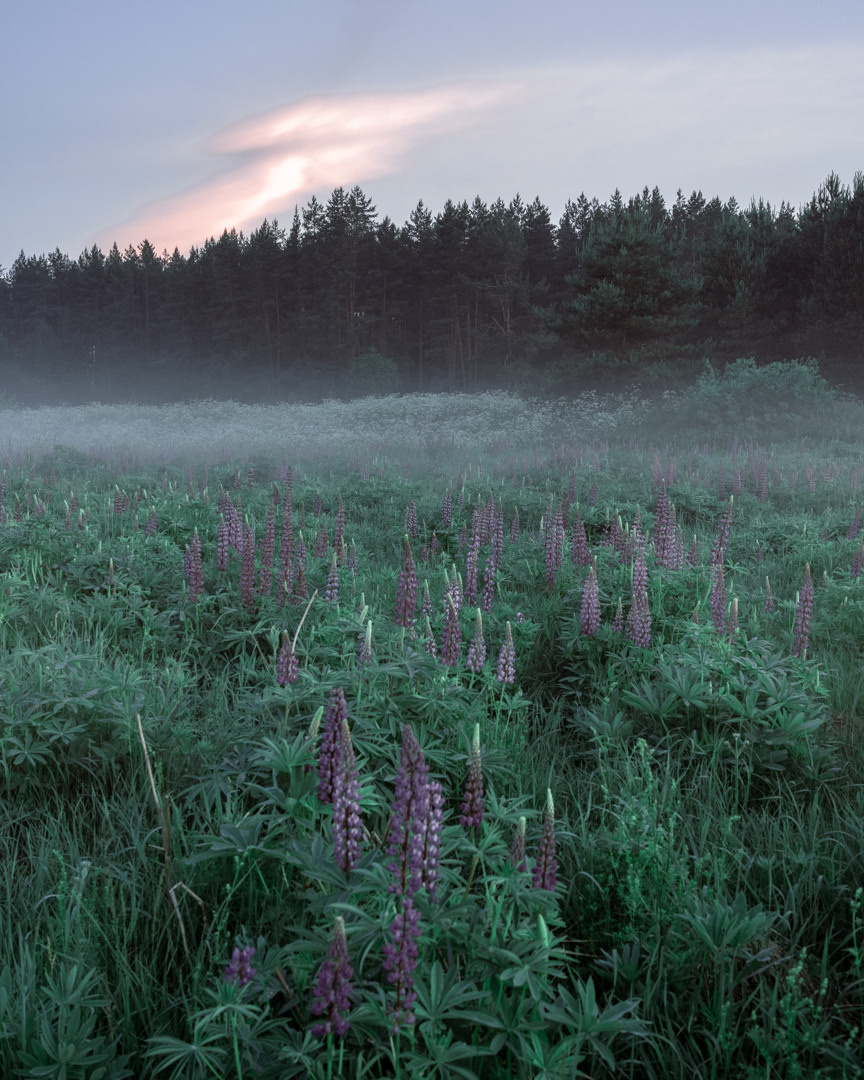Фотосессия в люпинах. Фотограф в Белграде Чугреева Елена