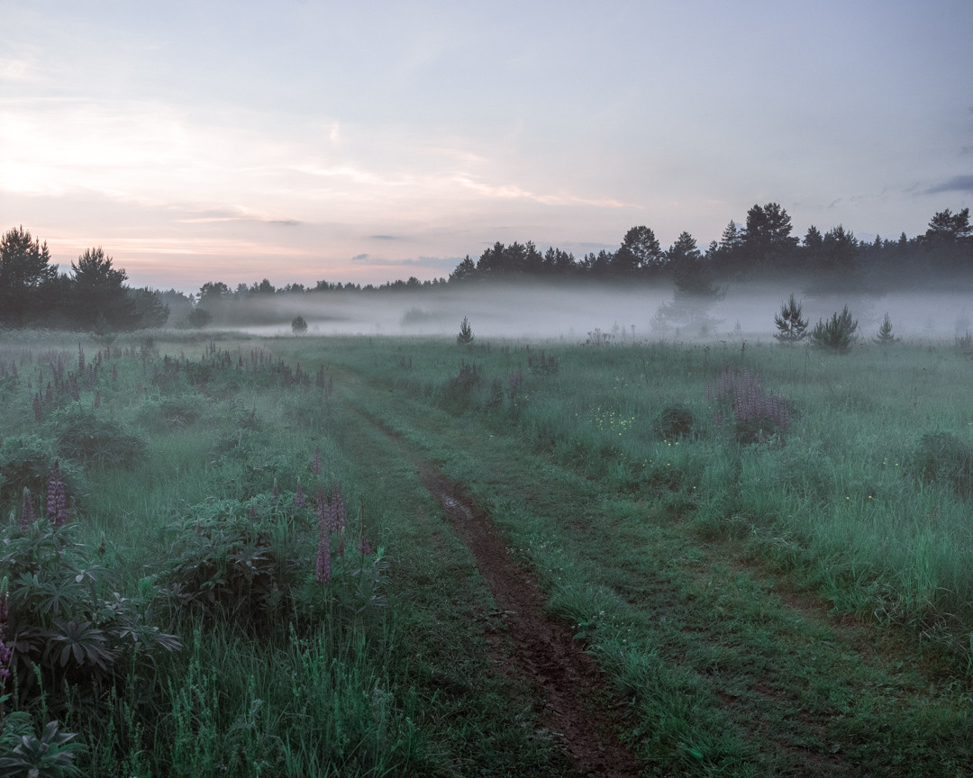Фотосессия в люпинах. Фотограф в Белграде Чугреева Елена