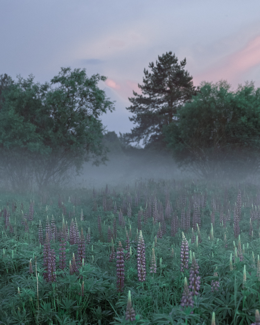 Фотосессия в люпинах. Фотограф в Белграде Чугреева Елена