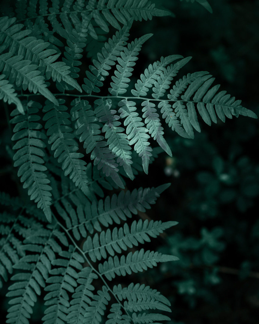 Фотосессия в люпинах. Фотограф в Белграде Чугреева Елена