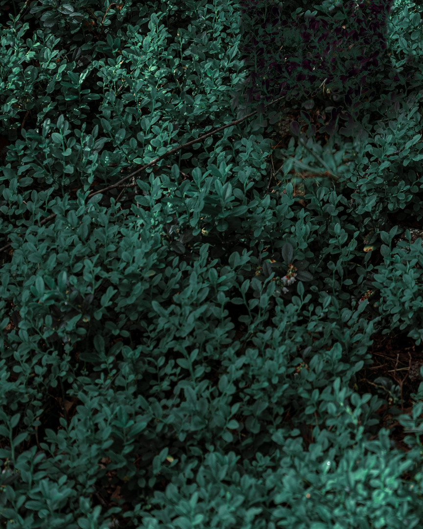 Фотосессия в люпинах. Фотограф в Белграде Чугреева Елена