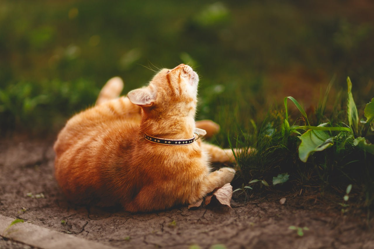 Проект «366»|2024|Фото каждый день. LENA GRACE photographer ||ЛЕНА ГРЭЙС фотограф