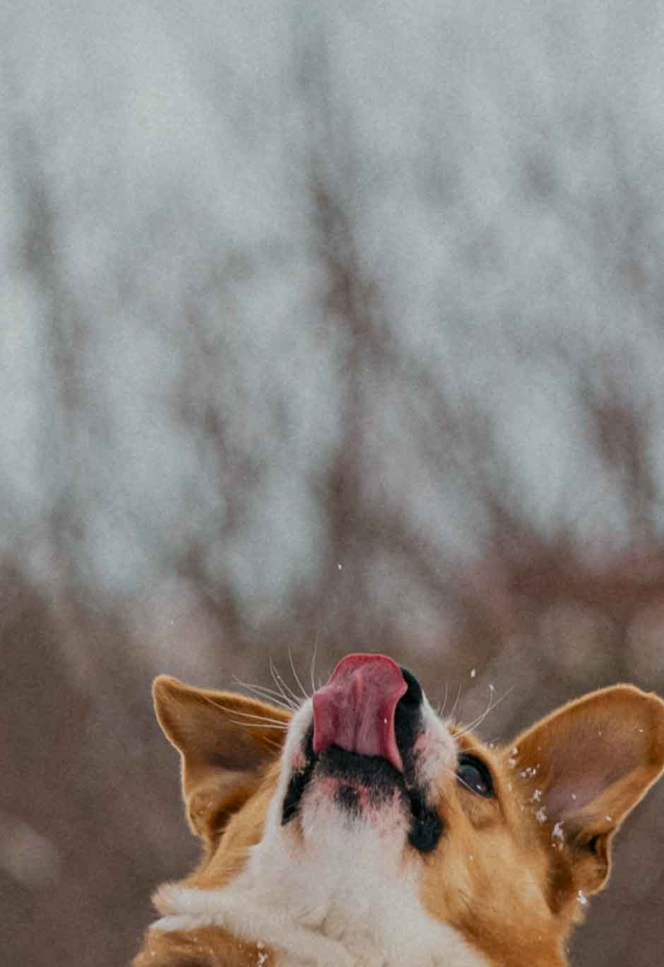 Петя. Фотограф-анималист в Москве Лера Черноног