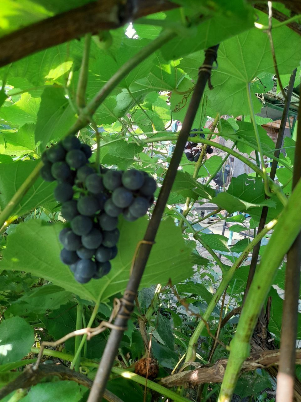 Успение. Съёмка ролика (2024-08-28). Собор Отрасли