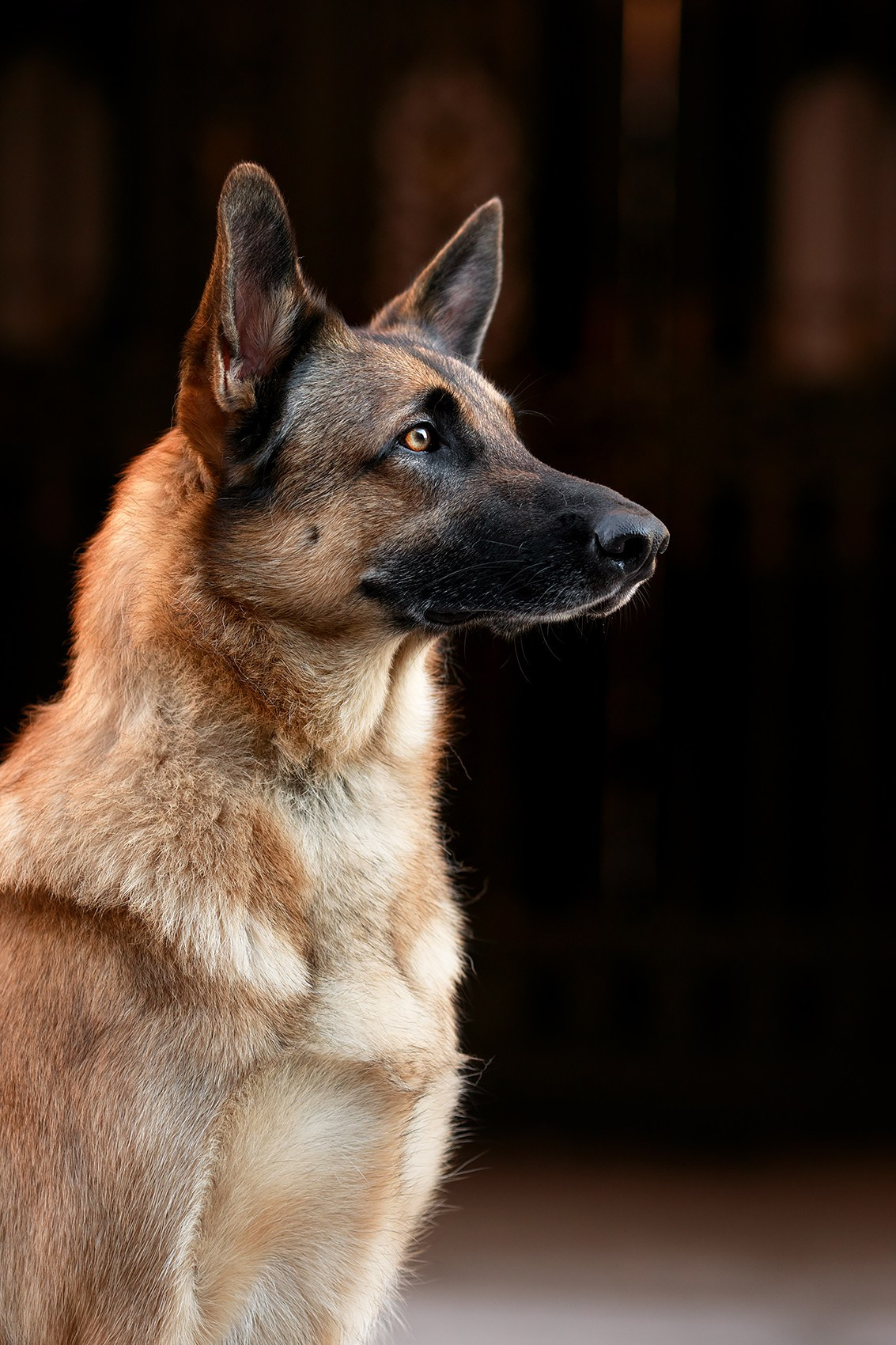 Алена, Кай и Мара. Фотограф-анималист Mary Mart — Москва, Питер