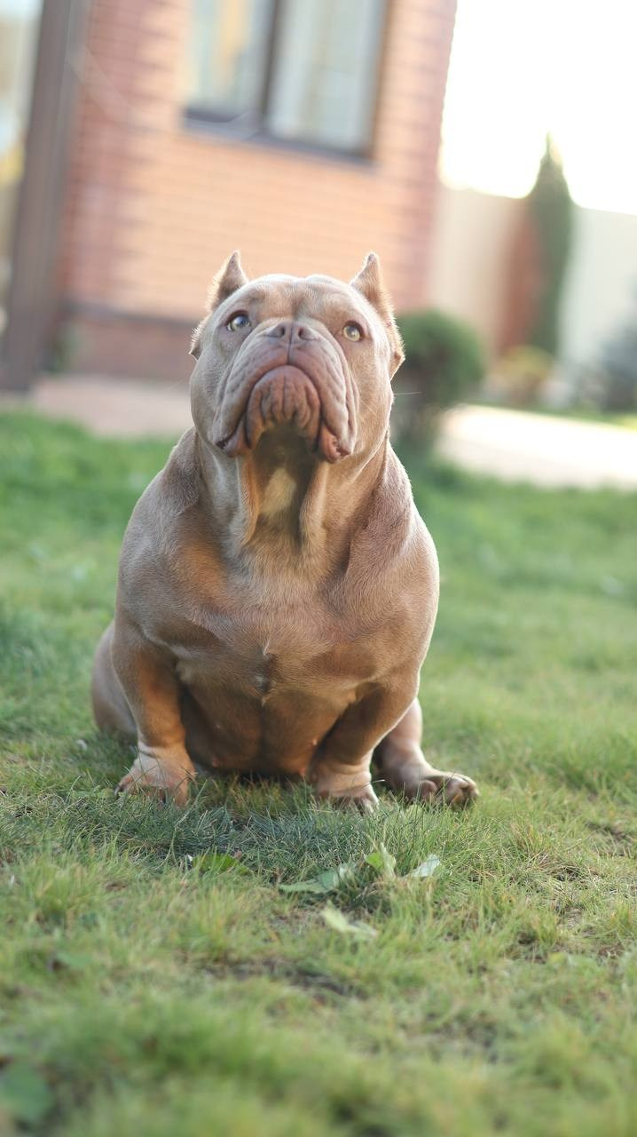 Познакомьтесь с Американским Булли в Иркутске. Питомник собак Иркутск