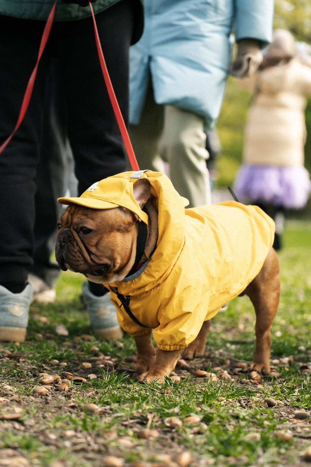 Парад Бульдогов. Axenov_eugene