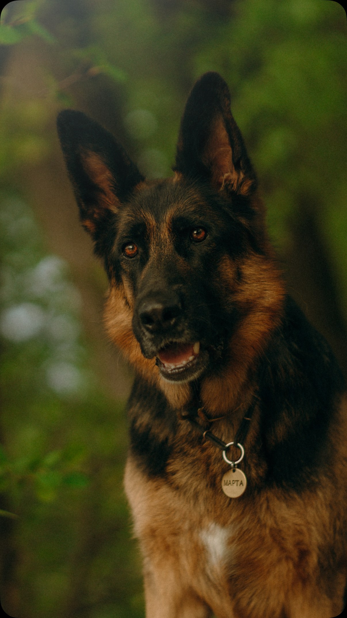 Людмила и Марта. Фотограф анималист в Москве и Санкт-Петербурге Свиридова Анна