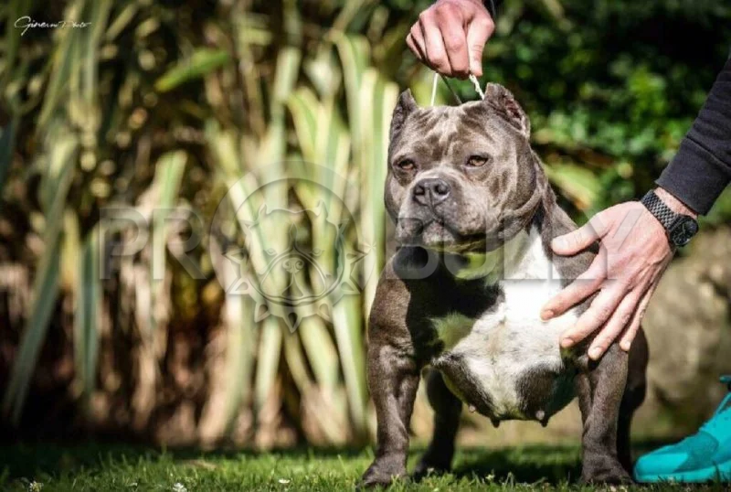 мама Вэла, American Bully