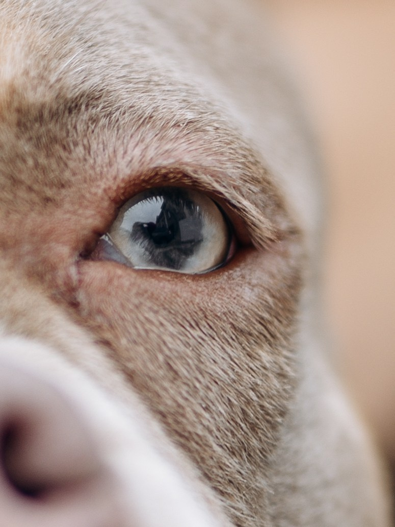 Скай, Марти и Катя. Фотограф-анималист в Москве Кириллова Татьяна