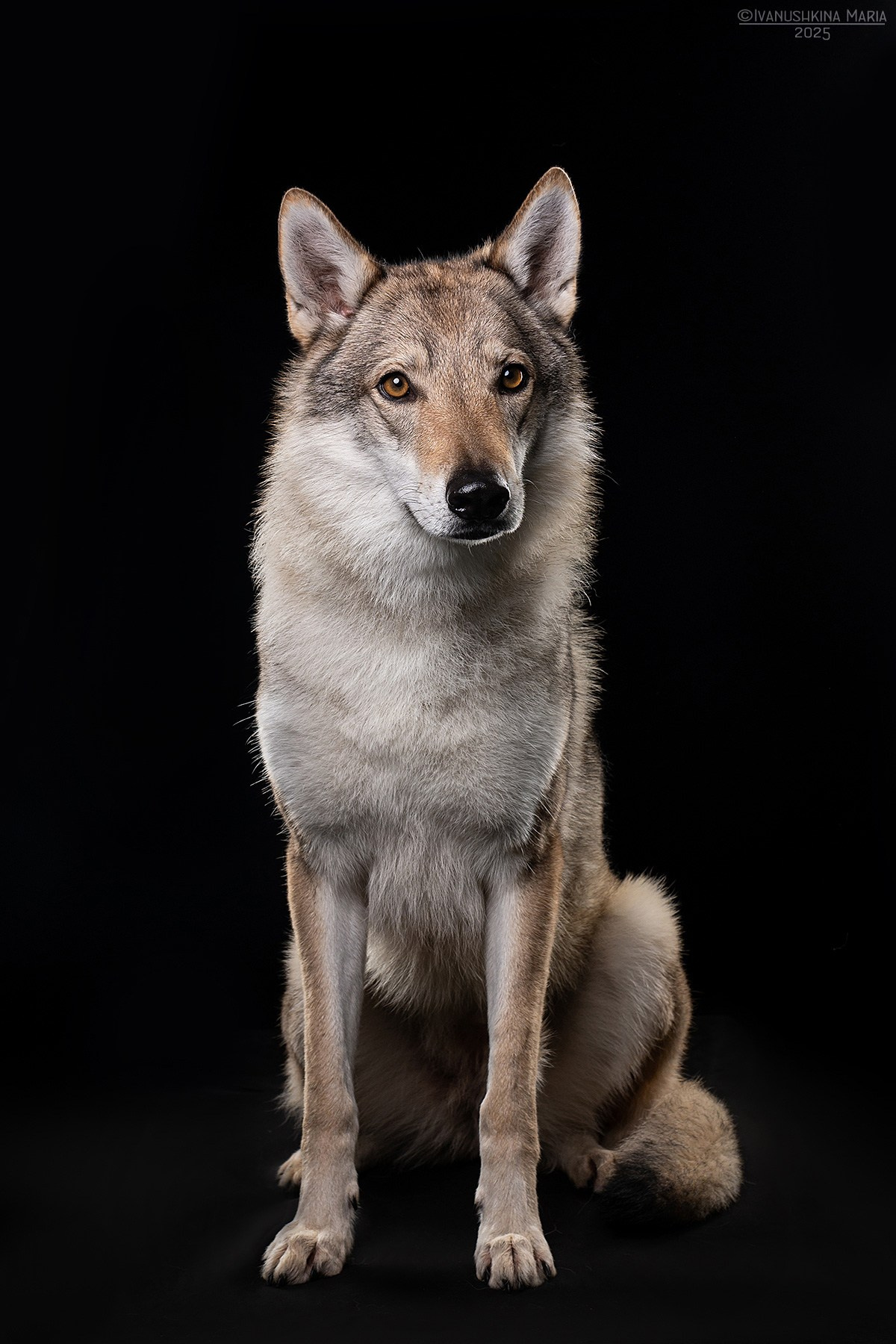 Фотосессия собаки в студии. Фотограф собак в Москве и Московской области Иванушкина Мария