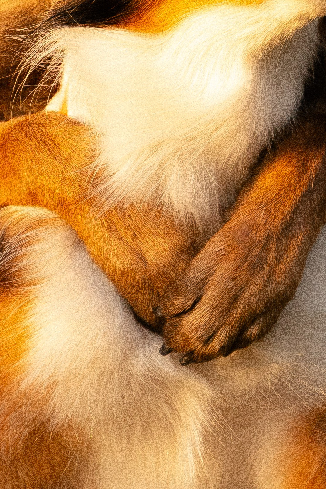 Разношерстная компания. Фотограф и видеограф анималист Аганина Дарья