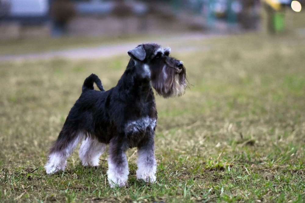 Бекки/ Delinso Balance Brilliance. Питомник цвергшнауцеров в Беларуси «Делинсо Бэлэнс»