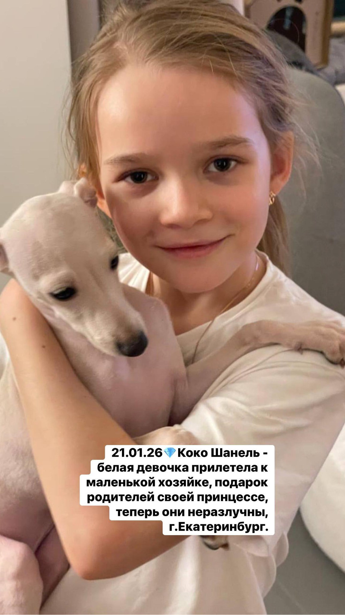 Итоги января. Профессиональный питомник левреток РКФ/FCI ASTI SAPPHIRE 💎 Сочи|Санкт-Петербург