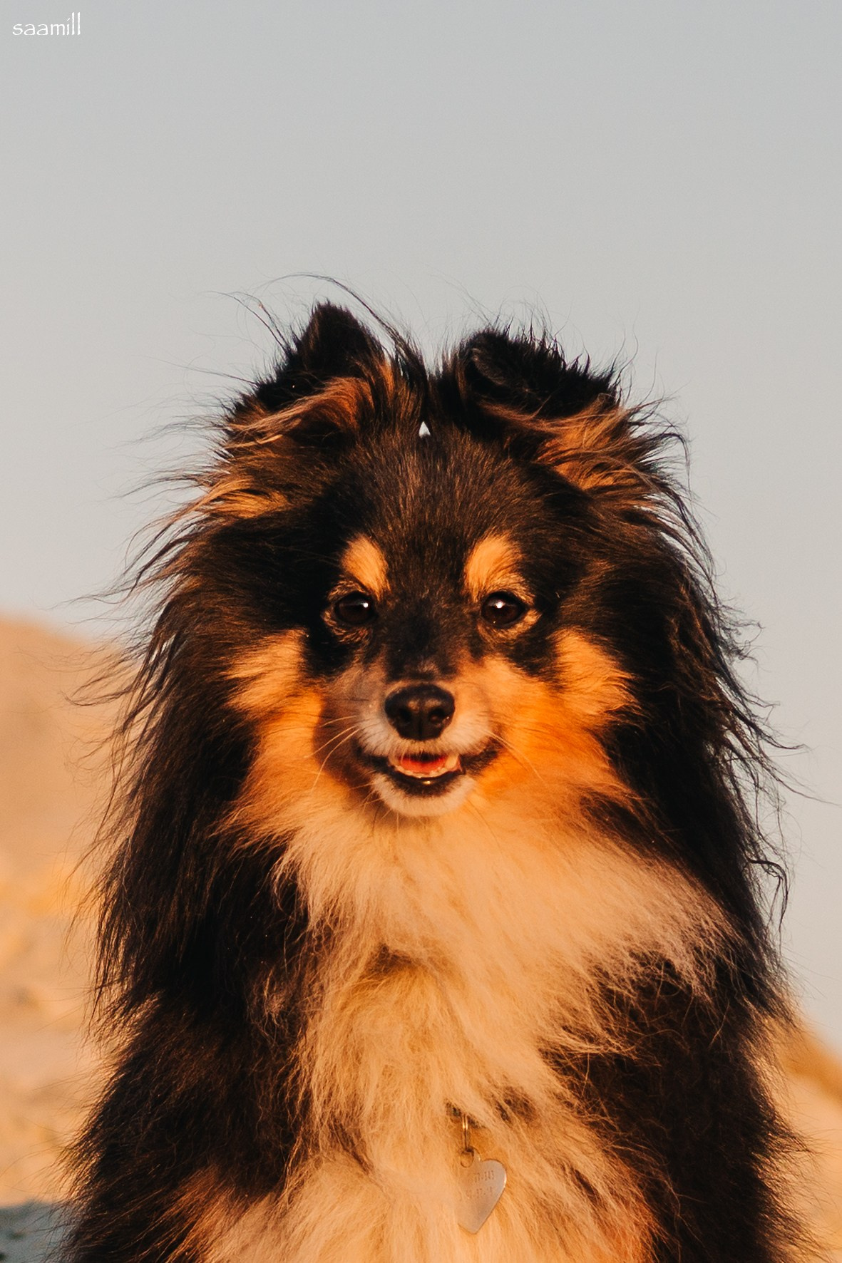 Life with dog. Saamill