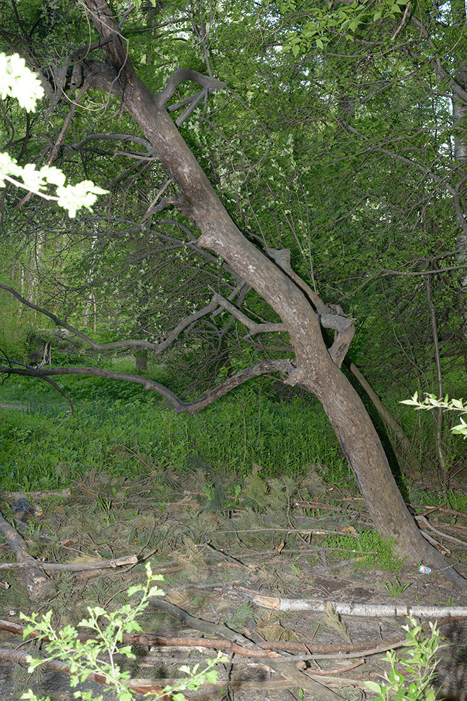 Traces of the Invisible #1. Yevgeny Nakonechnyy