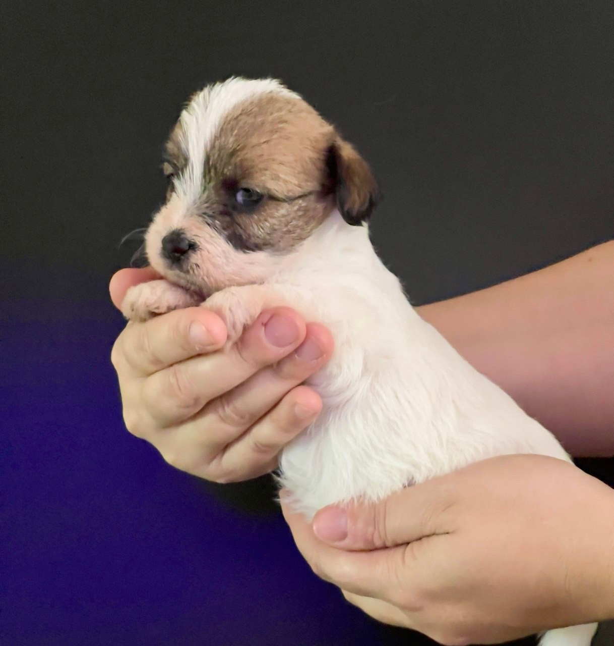 Сука 4. Lovely Orange kennel Jack Russell Terrier FCI/RKF