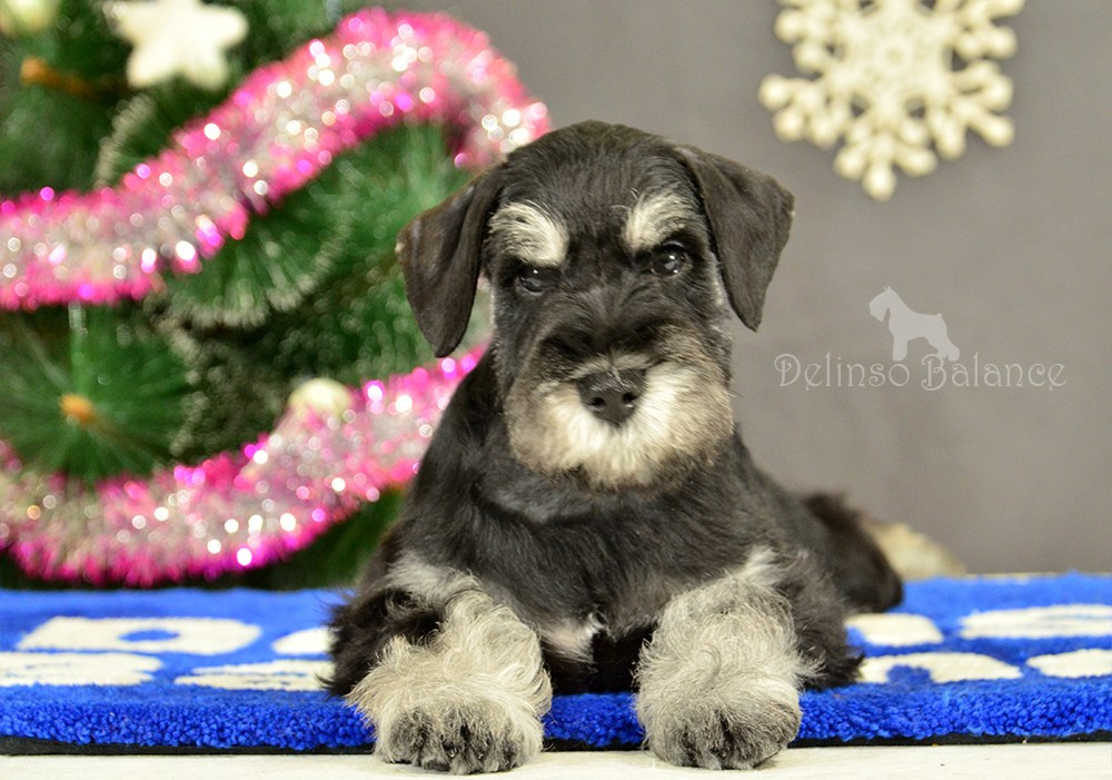 Делинсо Бэлэнс Ямира Лоис💛