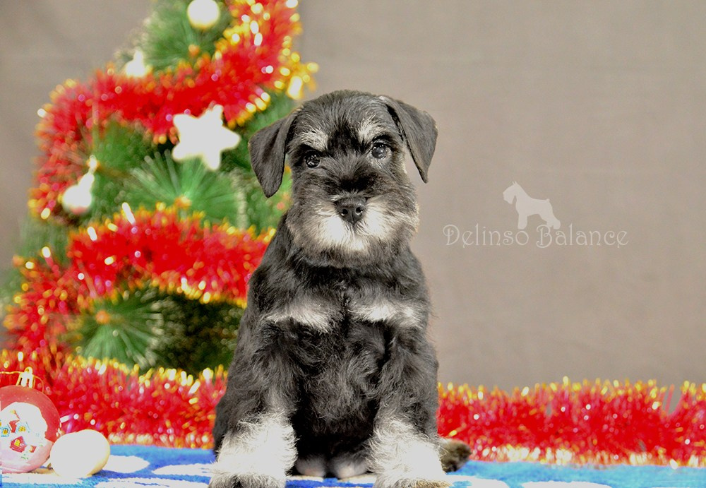 #питомникцвергшнауцеров #делинсобэлэнс #цвергшнауцер #щенокцвергшнауцера