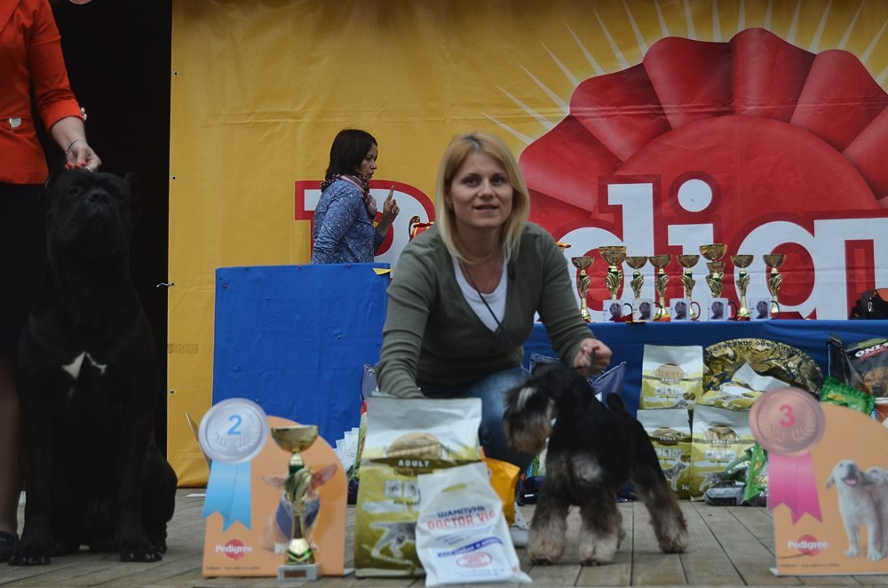 Леля/Asson Ari Unara Valeri. Питомник цвергшнауцеров в Беларуси «Делинсо Бэлэнс»