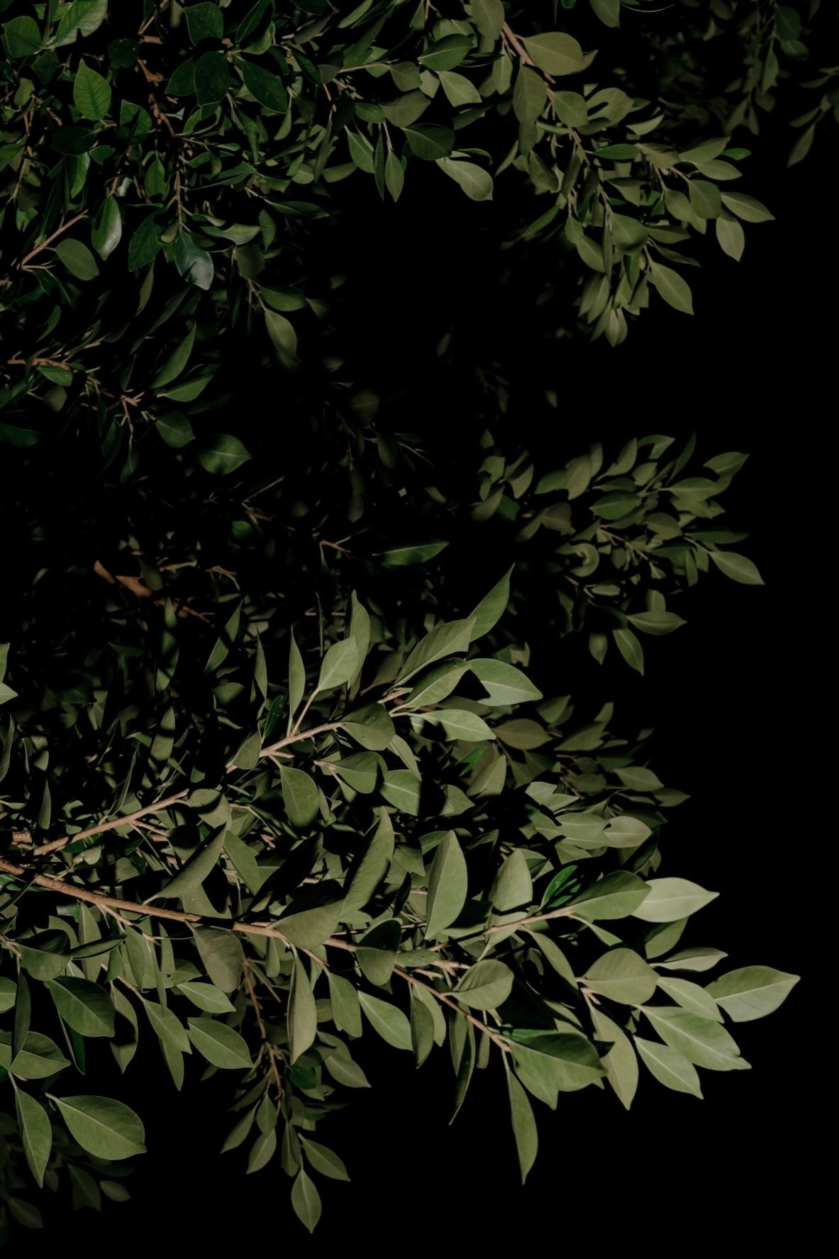 Where tulips meet birch trees. Wedding & Documentary Photographer based in Nuremberg — available across Europe & Turkey | Vitalii Nasonov