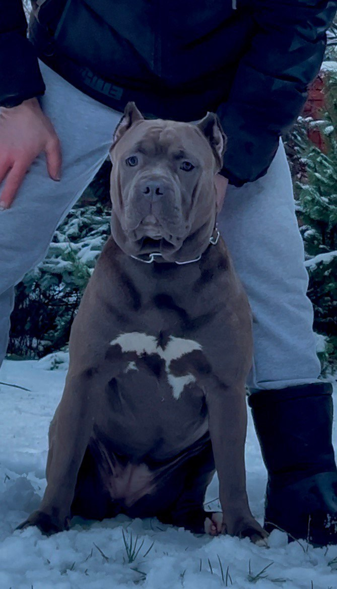 UPB’s Queenie & Zeus. 16.04.24. Американские булли XL в г. Калининград. Питомник Great Bully UNIVERSE