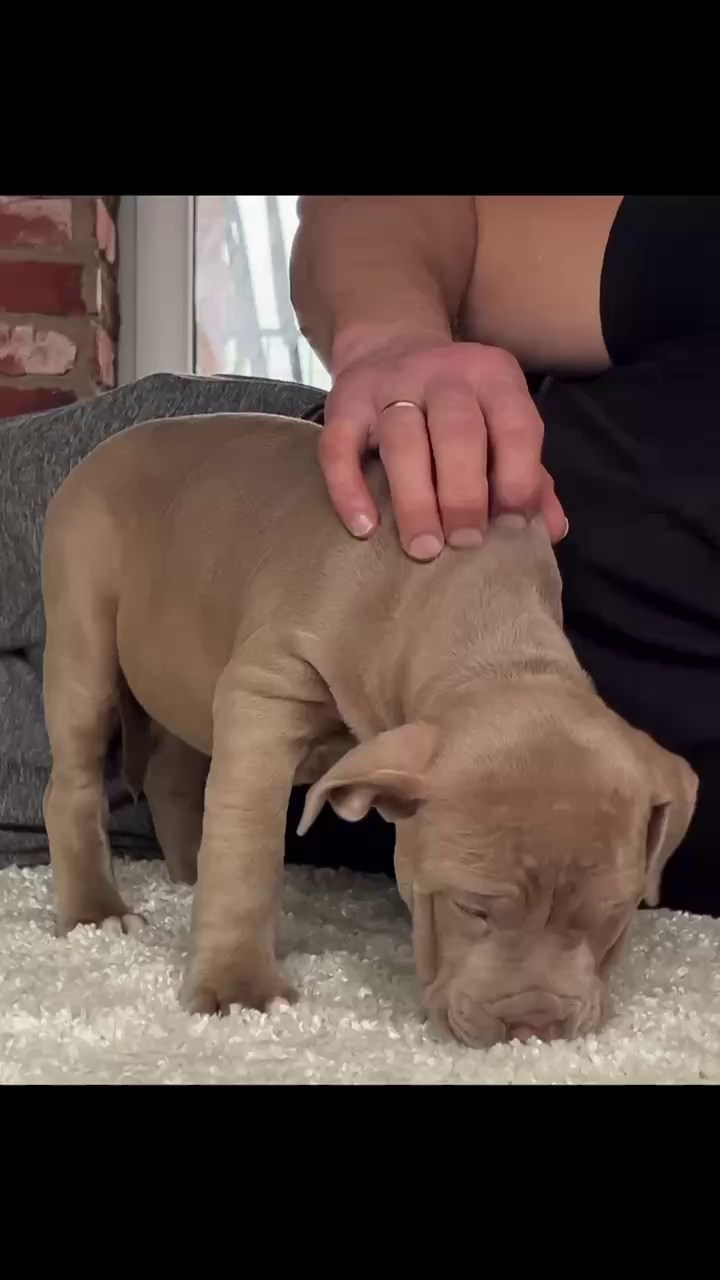 Hunter&Queenie, 10.09.25. Американские булли XL в г. Калининград. Питомник Great Bully UNIVERSE