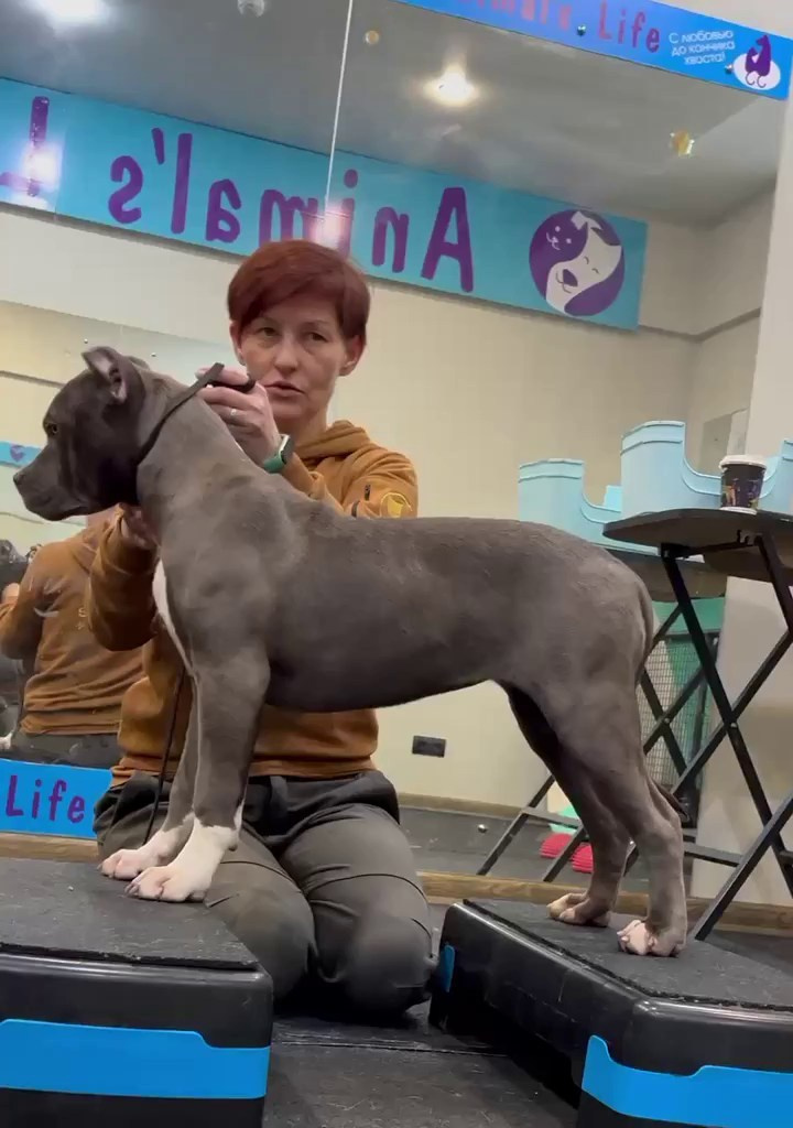 Все свободные щенки. Американские булли XL в г. Калининград. Питомник Great Bully UNIVERSE