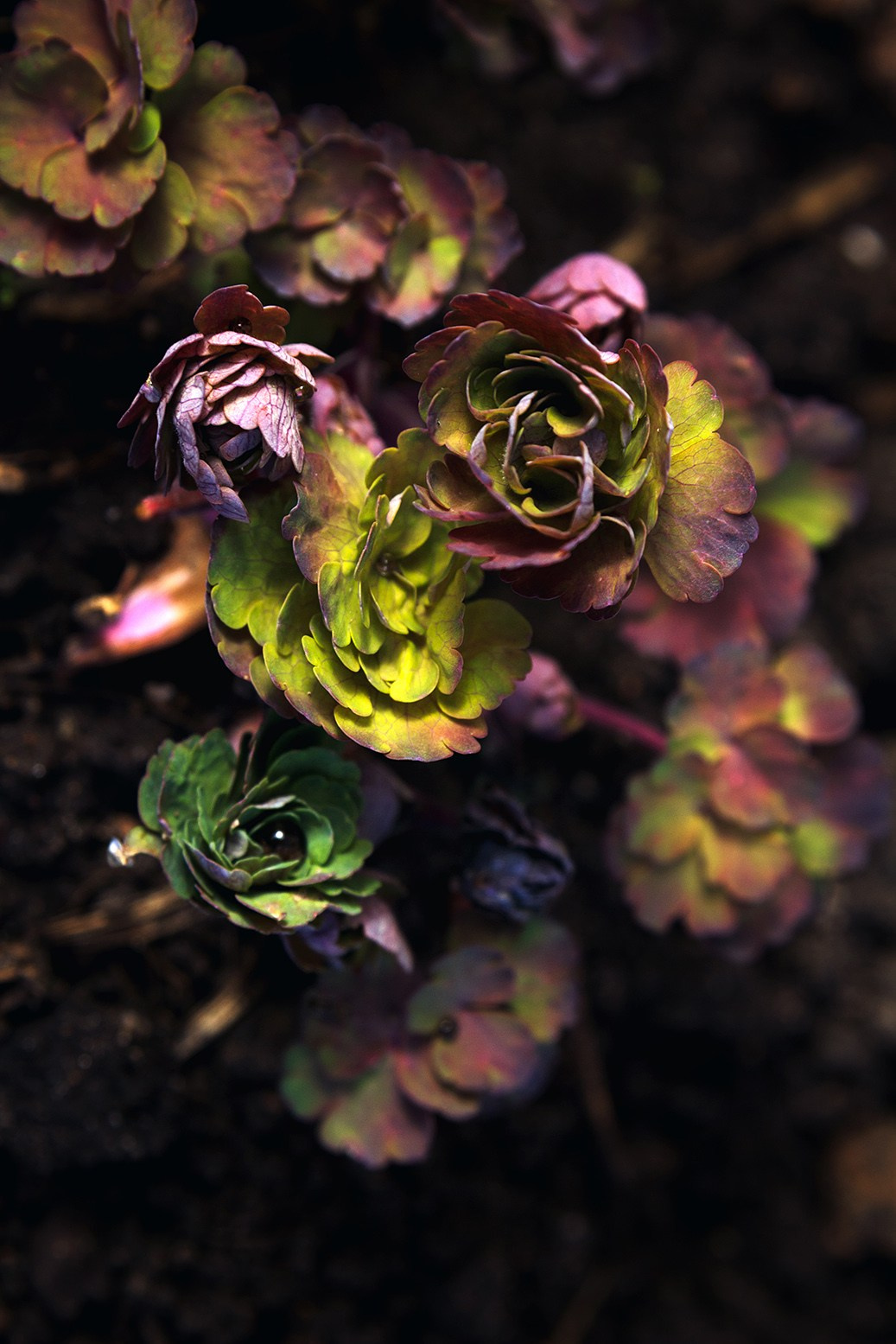 Весна. Катя Цвет