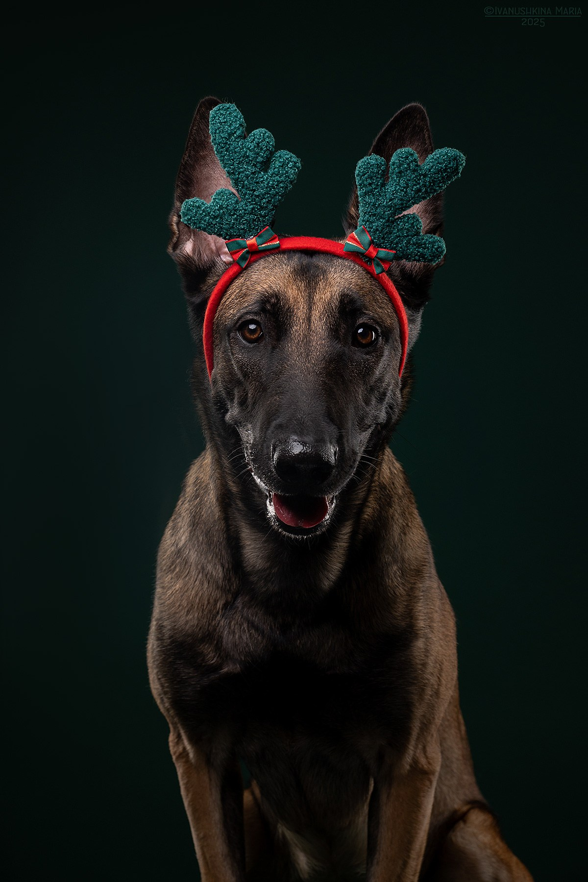 Фотосессия собаки в студии. Фотограф собак в Москве и Московской области Иванушкина Мария