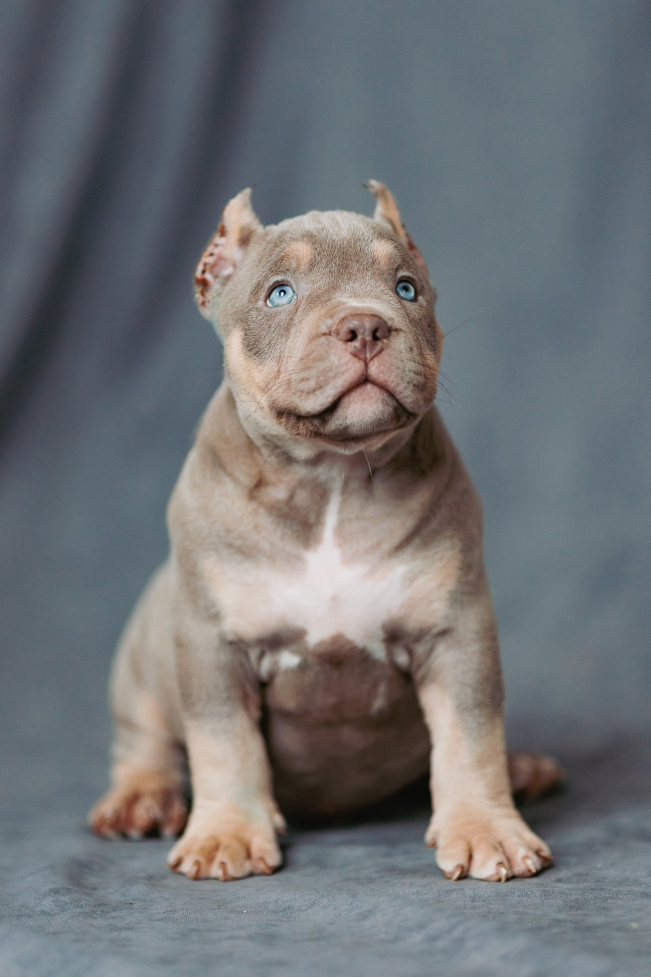 Щенки. Фотосъёмка для бизнеса — предметное фото, репортаж с мероприятий, портреты людей, съёмка интерьера и экстерьера