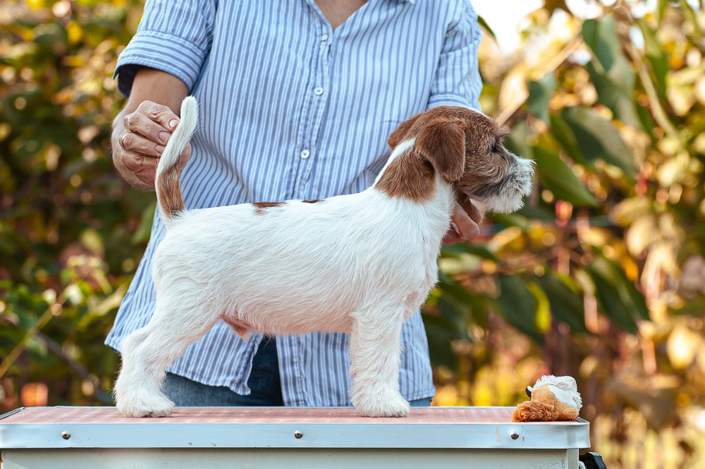 CANE MAESTRO SQUIRE. CANE MAESTRO — kennel Jack Russell Terrier