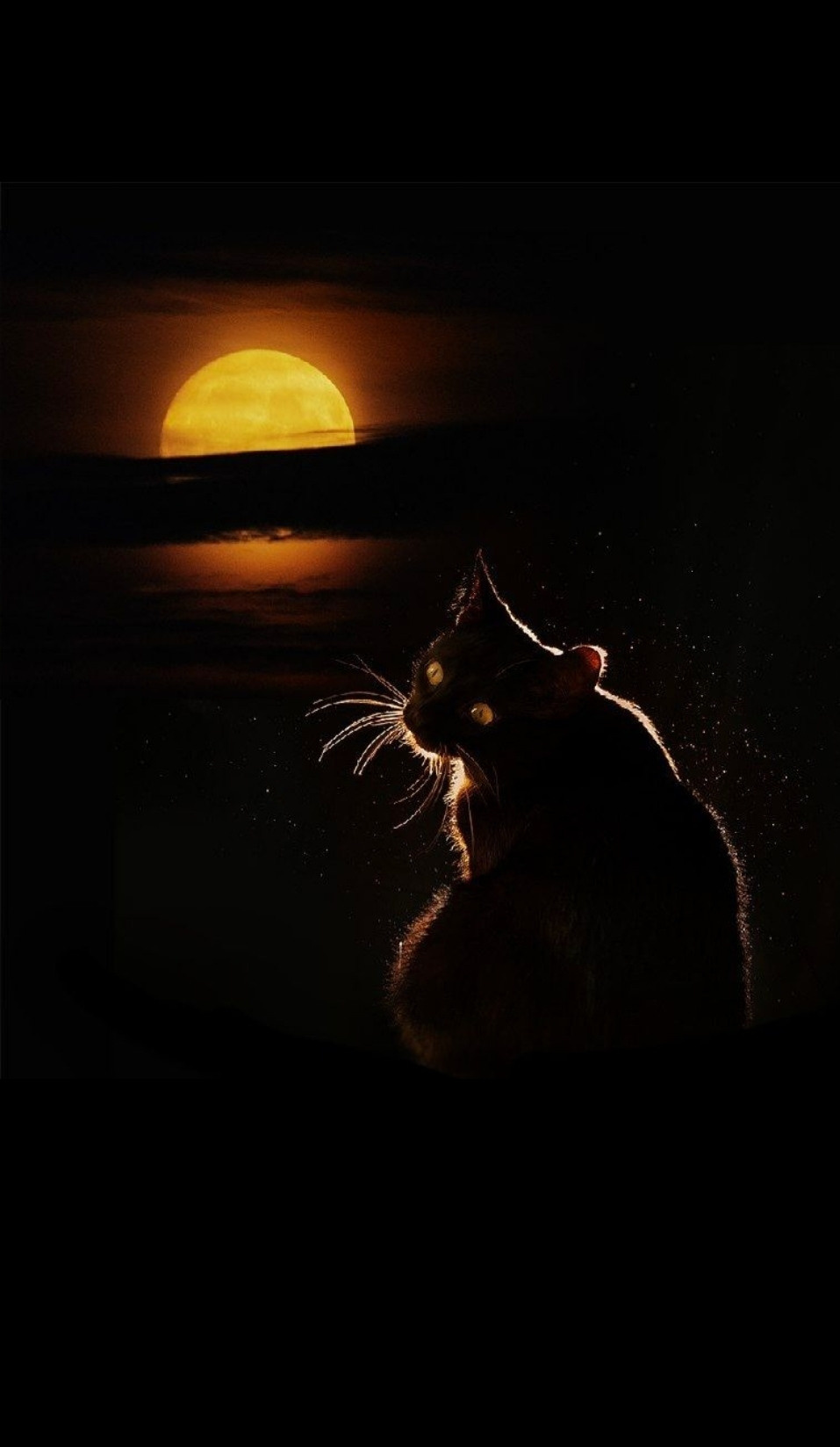 Животные. Ваш личный фотограф Марина Волкова