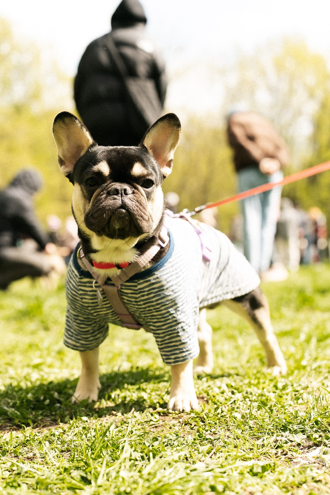 Парад Бульдогов. Axenov_eugene