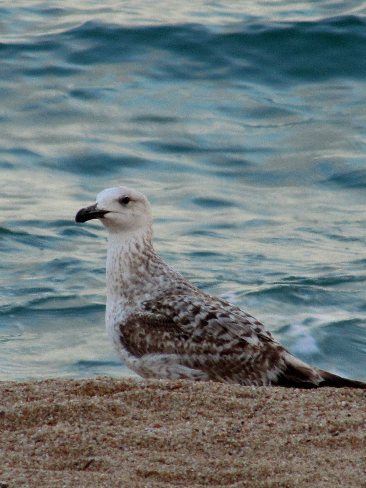 Каталония: Льорет-де-Мар и Барселона. Дарья Письменюк / Darya Leitstern — фотограф, музыкант, журналист, путешественник